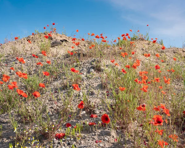 Vörös mákok a kék ég alatt a homokos dombon — Stock Fotó