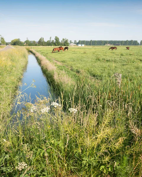 Cavalos no prado verde perto de nijmegen nas terras baixas abaixo do céu azul no verão — Fotografia de Stock