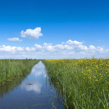 Kanal, mavi gökyüzünün yansıması ve Hollanda çayır manzarasında vahşi sarı çiçekler.
