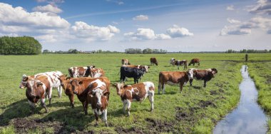benekli kırmızı inekler ve boğalar yeşil çayırda amersfoort yakınlarındaki Holland 'da
