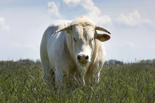 Toro de cuernos blancos en la hierba larga del prado en verano — Foto de Stock