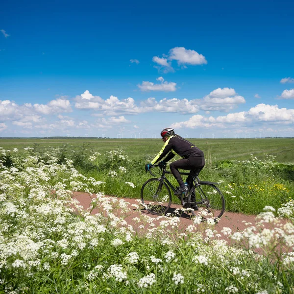 Man op fiets in de buurt van zomerbloemen in holland onder de blauwe hemel — Stockfoto