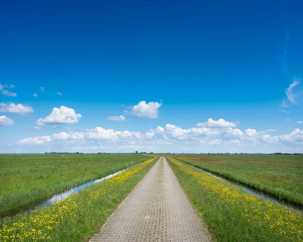 Camino de campo de ladrillo con flores amarillas silvestres bajo el cielo azul en Holanda —  Fotos de Stock