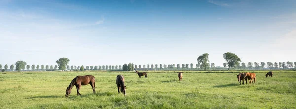 Caballos en prado verde cerca de nijmegen en los Países Bajos bajo cielo azul en verano —  Fotos de Stock