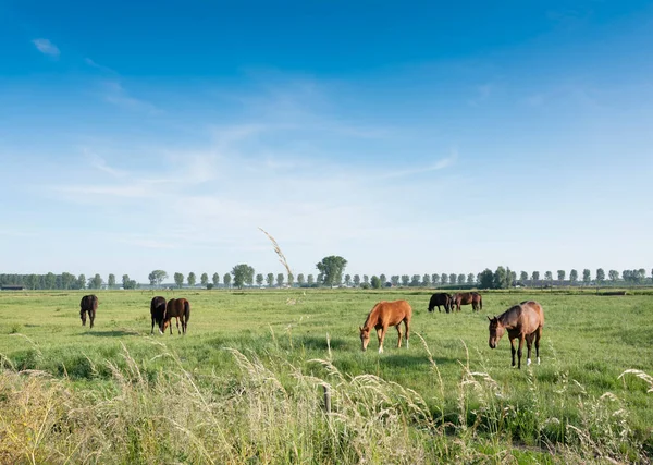 Caballos en prado verde cerca de nijmegen en los Países Bajos bajo cielo azul en verano —  Fotos de Stock