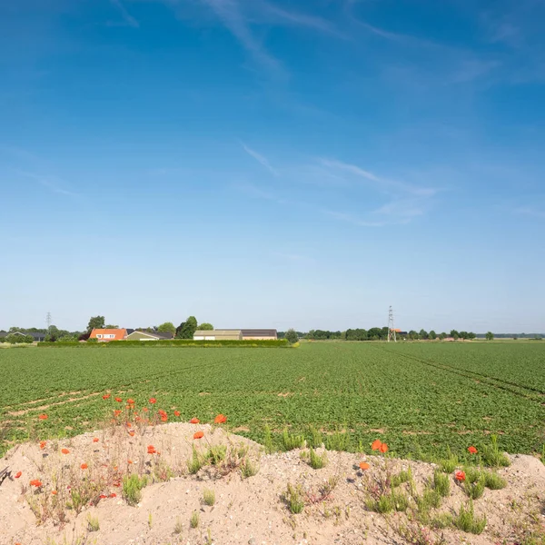 Akkers en bloeiende papaverbloemen in het zomerlandschap tussen arnhem en nijmegen in Nederland — Stockfoto