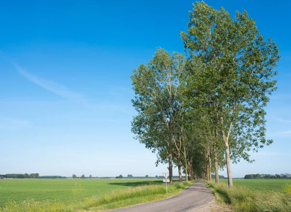 Estrada rural e prados verdes no campo perto de nijmegen nas terras baixas — Fotografia de Stock