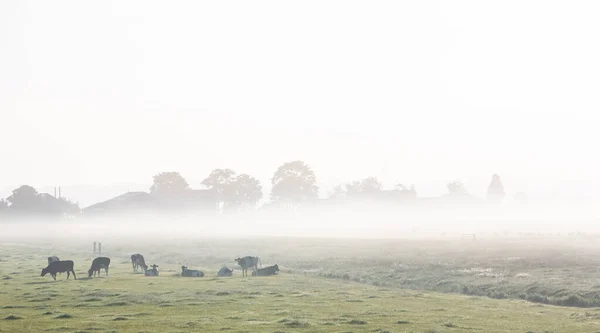 Vacas manchadas en verde prado de la mañana brumosa hierba entre Amsterdam y utrecht en los Países Bajos — Foto de Stock