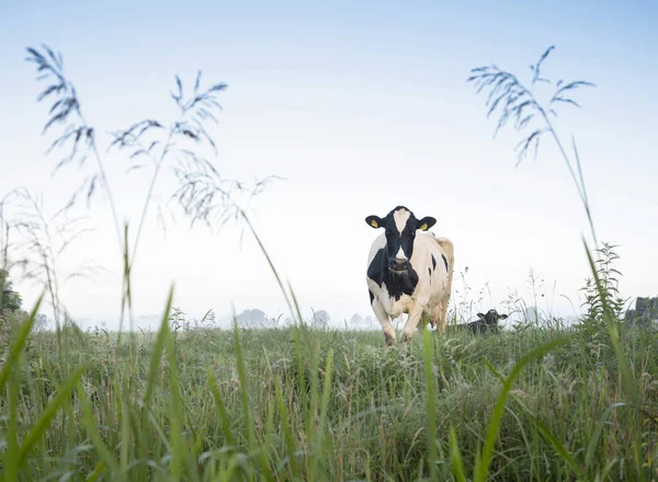 Gefleckte Kühe in grünen grasbedeckten morgendlichen Wiese zwischen amsterdam und utrecht in den Niederlanden — Stockfoto