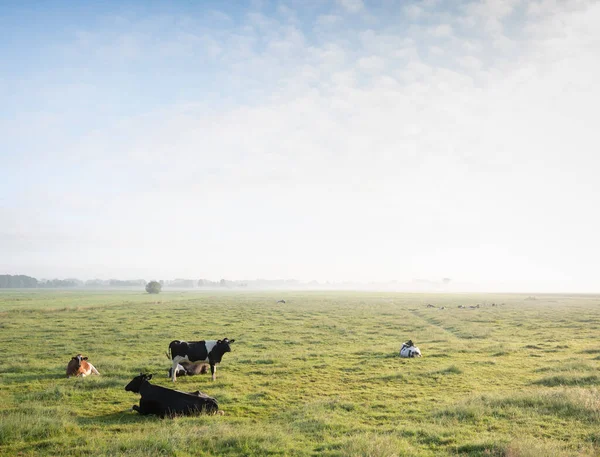 Spotted cows in green grassy misty morning meadow between amsterdam and utrecht in the netherlands — Stock Photo, Image