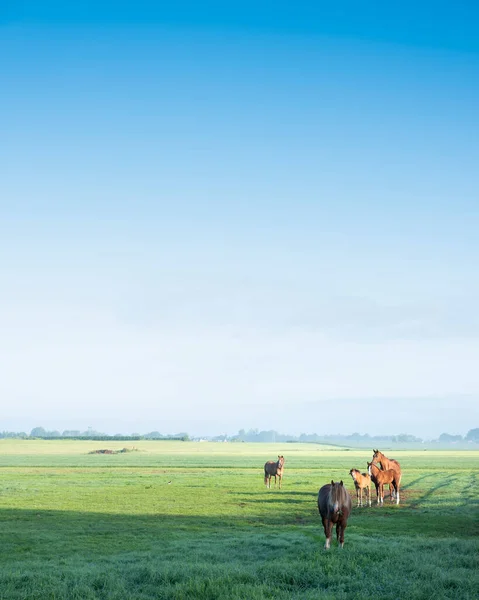 Caballos en prado verde herboso y granja distante en Holanda bajo el cielo azul en la mañana de verano — Foto de Stock