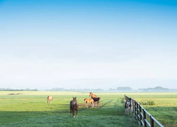 Caballos en prado verde herboso y granja distante en Holanda bajo el cielo azul en la mañana de verano — Foto de Stock