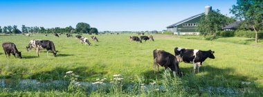 Hollanda 'nın Hollanda bölgesindeki bir çiftlikte siyah ve beyaz benekli inekler duruyor.
