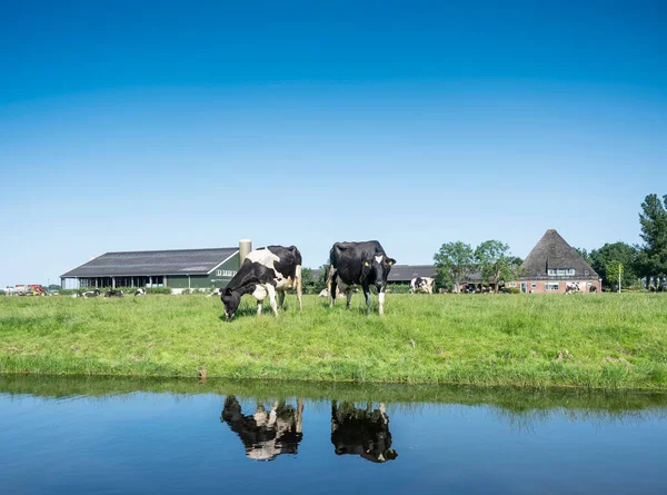 Czarno-białe krowy plamiste stoją na łące w pobliżu farmy w prowincji Noord Holland — Zdjęcie stockowe