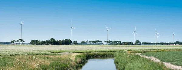 Цветущее картофельное поле и ветряные турбины в wieringermeer под голубым небом в низинах — стоковое фото