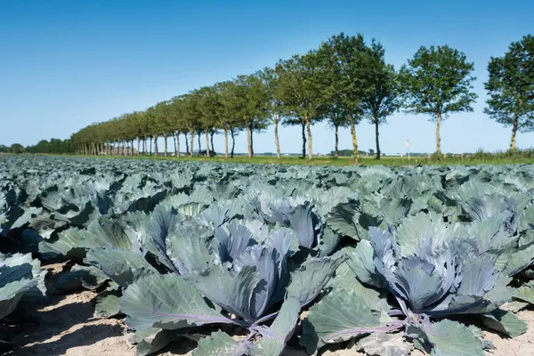 Campo de col roja bajo cielo azul de verano en la provincia holandesa de Holanda noord —  Fotos de Stock