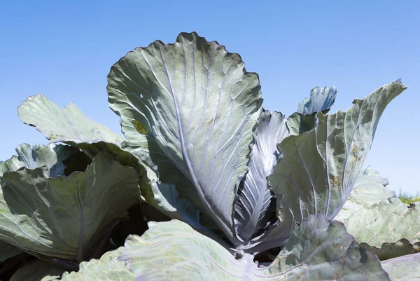 Rödkålsfält under blå sommarhimmel i nederländska provinsen Noord Holland — Stockfoto