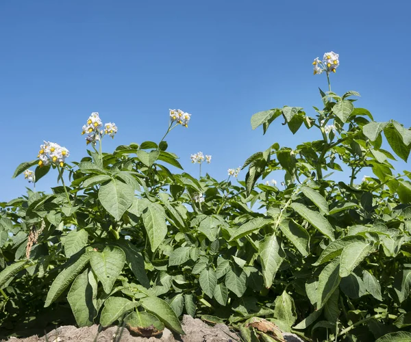 Les plants de pommes de terre à fleurs sous le ciel bleu dans le champ — Photo