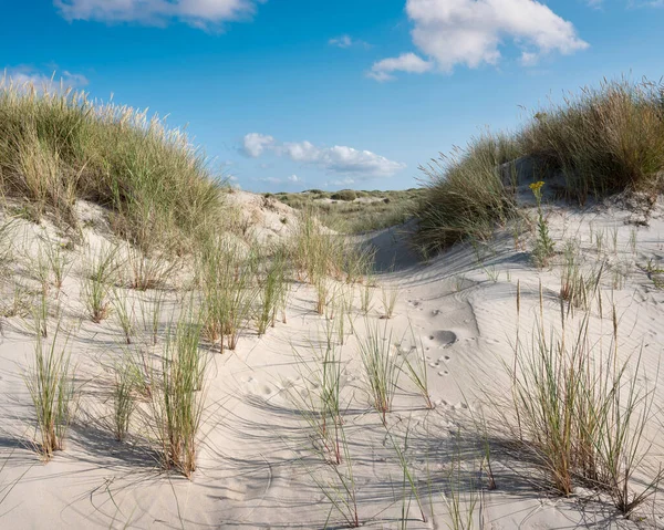 Ilhas wadden holandês têm muitas dunas de areia desertas uinder céu azul de verão nas terras baixas — Fotografia de Stock