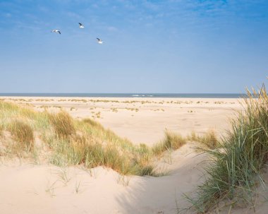 Güneşli bir günde, Hollanda 'nın Teksas adasında kumullar ve kumsallar