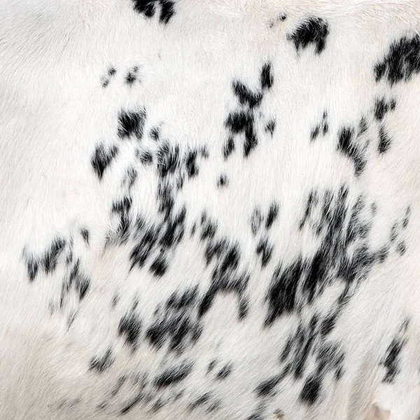 Black and white part of cowhide seen in closeup — Stock Photo, Image