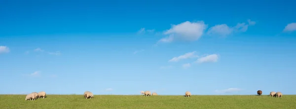 Sheep on grass dike under blue sky in the netherlands — Stock Photo, Image