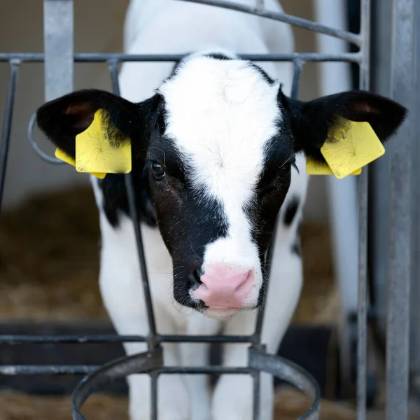 Portrait of young black and white spotted calf — Stock Photo, Image