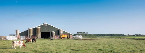 Spotted cows in green grassy meadow near farm barn on dutch island of texel in summer — Zdjęcie stockowe