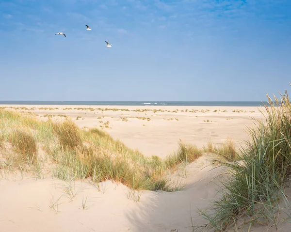 Dűnék és strand holland sziget texel napsütéses napon kék ég — Stock Fotó