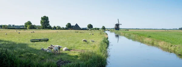 Ovejas en prado cerca de canal y molino de viento entre hoorn y alkmaar en la provincia holandesa de noord holland —  Fotos de Stock