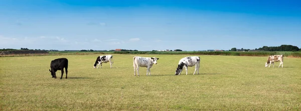 Νεαρά spotted αγελάδες στο πράσινο γρασίδι του λιβαδιού κάτω από μπλε ουρανό στο ολλανδικό νησί της texel το καλοκαίρι — Φωτογραφία Αρχείου
