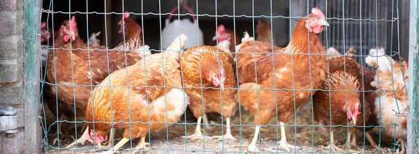 Pollos marrones detrás de la cerca en la granja — Foto de Stock
