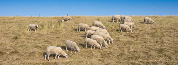 Owiec na trawie grobli pod błękitnym niebem w dolnej części kraju — Zdjęcie stockowe