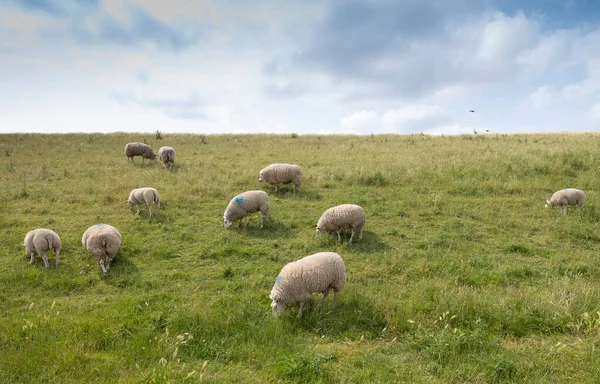 Owiec na trawie grobli pod błękitnym niebem w dolnej części kraju — Zdjęcie stockowe