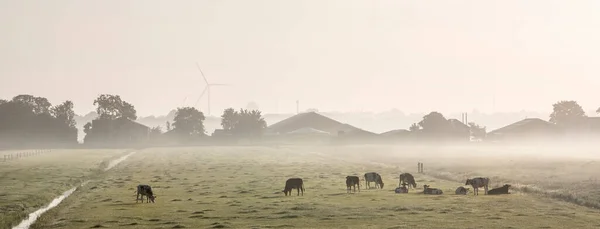 Vacas manchadas no prado verde enevoado da manhã entre amsterdam e utrecht nas terras baixas — Fotografia de Stock