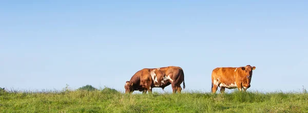Broen spotted bull and cow under blue sky in green grass on deich in holland — Stockfoto