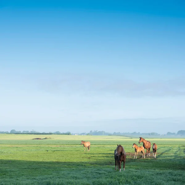 Horses in green grassy meadow and distant farm in holland under blue sky on summer morning — Stock Photo, Image