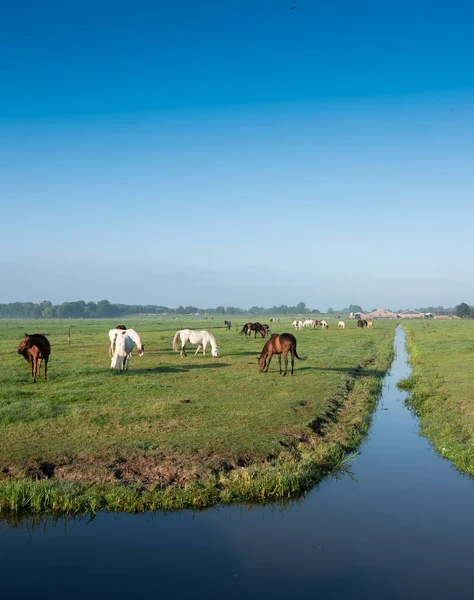Много лошадей на зеленом травянистом лугу и дальней ферме в Голландии под голубым небом в летнее утро — стоковое фото