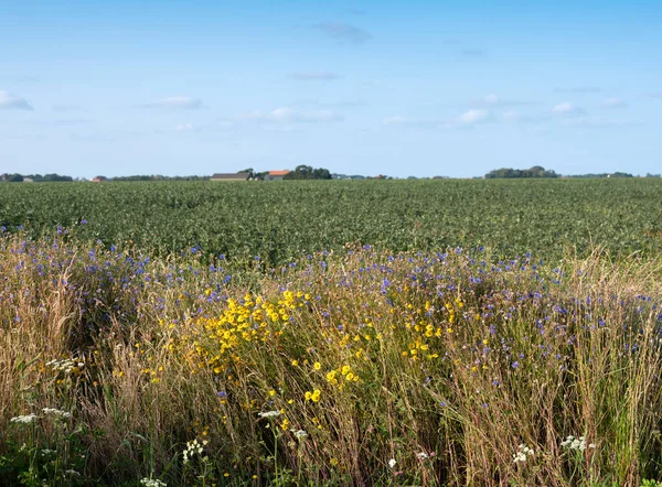 Letnie kwiaty i pole ziemniaków pod błękitnym niebem na holenderskiej wyspie texel latem — Zdjęcie stockowe