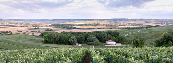 Fransız Bölgesi 'nin güneyindeki Marne Vadisi' ndeki üzüm bağları. Şampanya Ardenne. — Stok fotoğraf