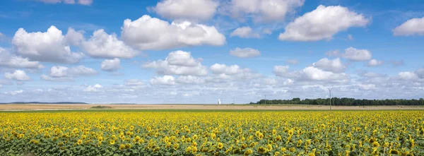 Pole se slunečnicemi pod modrou oblohou ve francouzském šampaňském ardennes krajina v blízkosti města Remeš — Stock fotografie