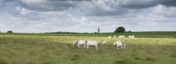 Білі корови у французьких пагорбах поблизу Шарлевілля у Франції — стокове фото
