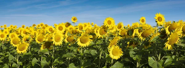 Floarea soarelui galbenă înflorește în câmp francez sub cerul albastru — Fotografie, imagine de stoc