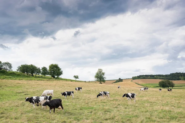 Paisaje de verano con prados verdes y vacas en ardenas francesas cerca de charleville —  Fotos de Stock