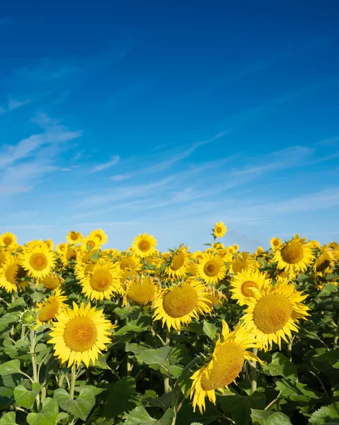Gelbe Sonnenblumen blühen auf französischem Feld unter blauem Himmel — Stockfoto