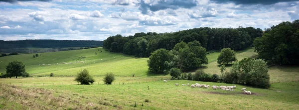 Летний сельский пейзаж с зелеными лугами и коровами во французских арденнах возле Шарлевиля — стоковое фото