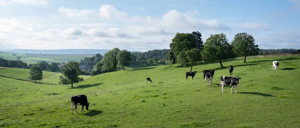 Zwart-witte koeien nabij oud dorp in de Franse ardennen nabij Charleville in Frankrijk — Stockfoto