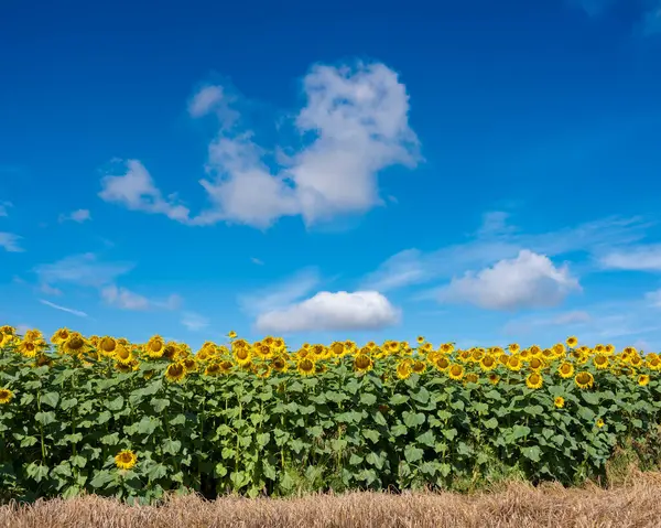 Gelbe Sonnenblumen blühen auf französischem Feld unter blauem Himmel — Stockfoto