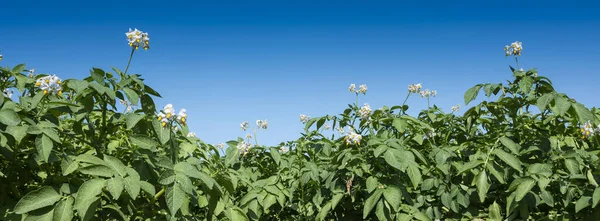 Les plants de pommes de terre à fleurs sous le ciel bleu dans le champ — Photo