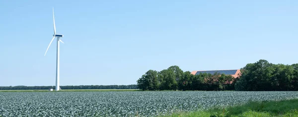 Красное капустное поле с ветряной турбиной и фермой в wieringermeer — стоковое фото